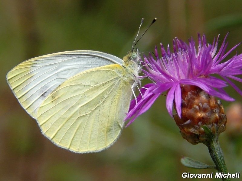 Parco del ticino : incontri del 23/8/14
